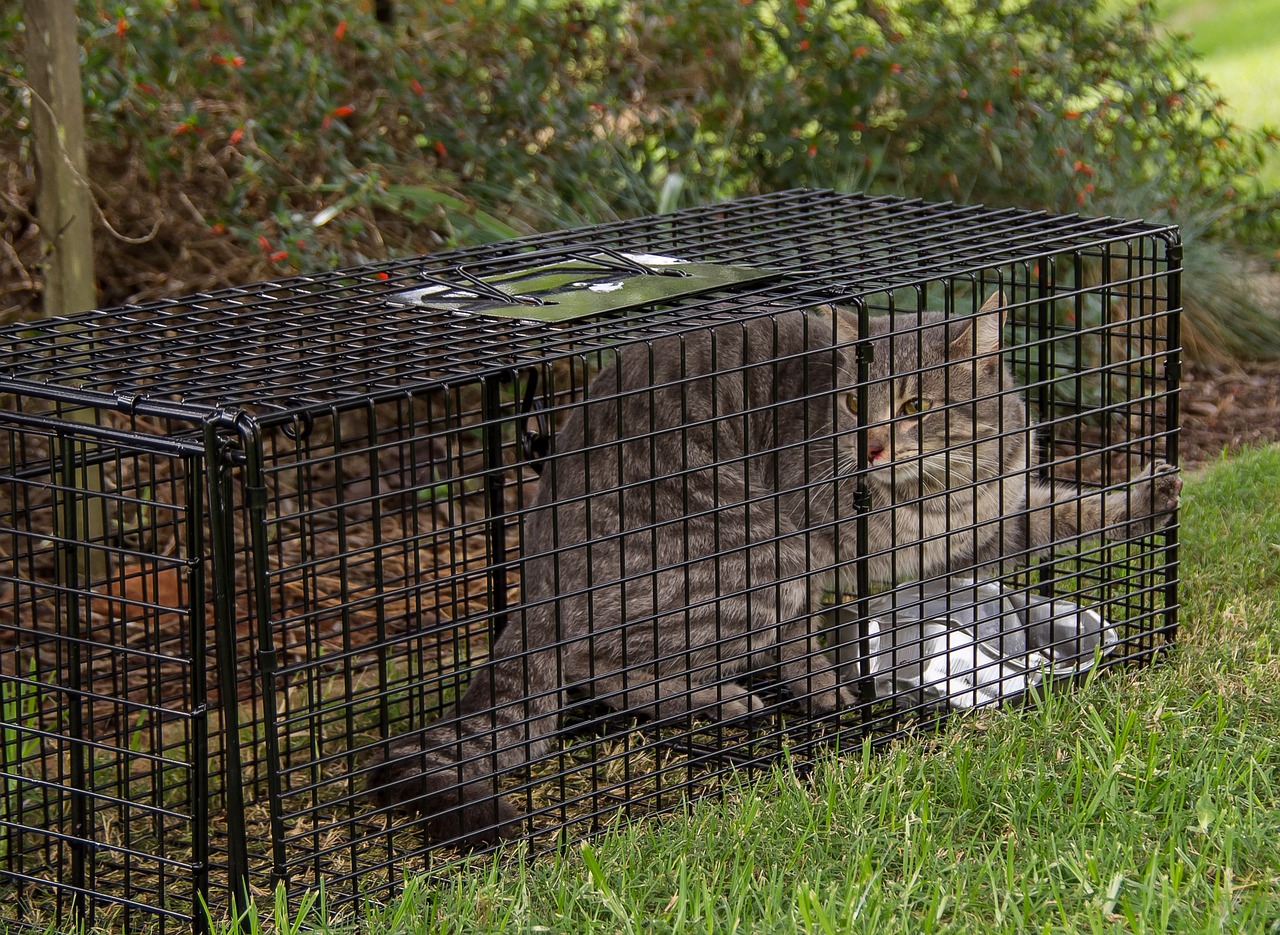 Donate to Oranges & Black Beauty's special TNR (Trap-Neuter-Return) fund. Your generous donations will directly support our efforts to manage the stray cat population.