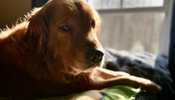 buddy-dog
