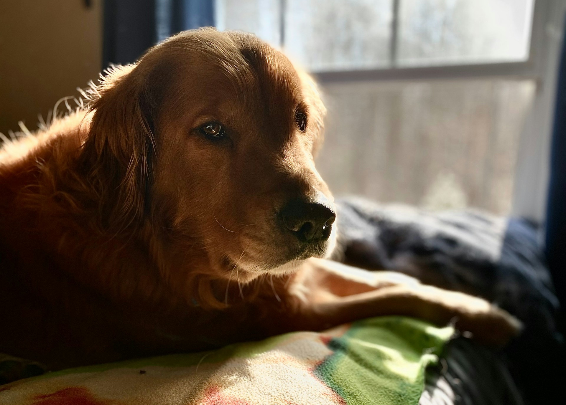 buddy-dog