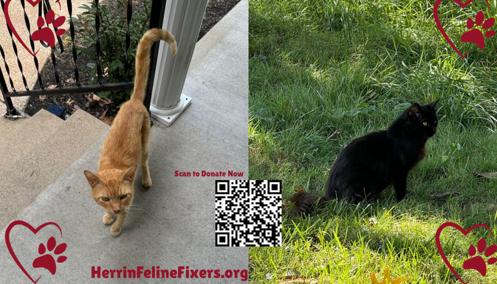 orange-black-cat-tnr-feline-fixers2-1