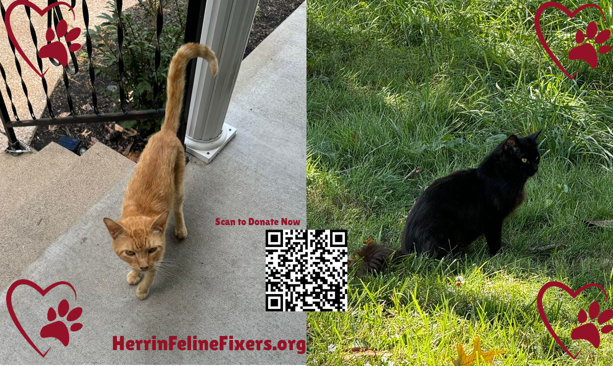 orange-black-cat-tnr-feline-fixers2-1