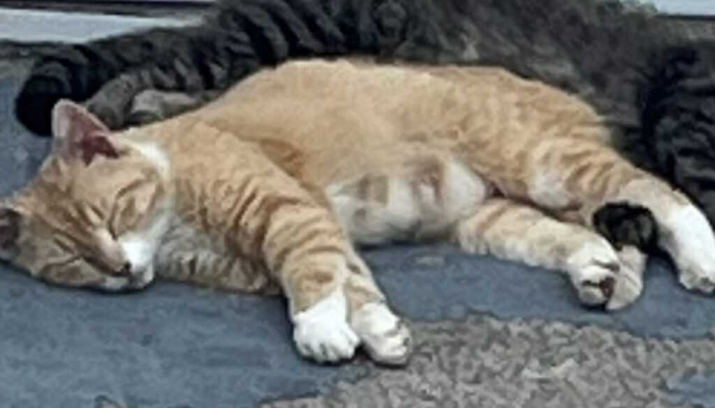 mommacat