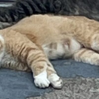 mommacat