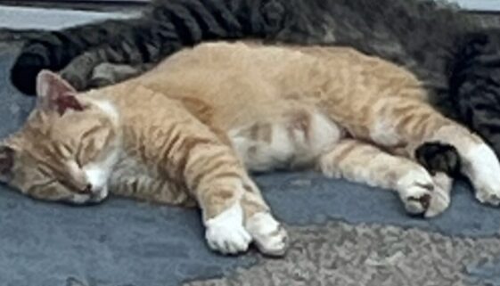 mommacat