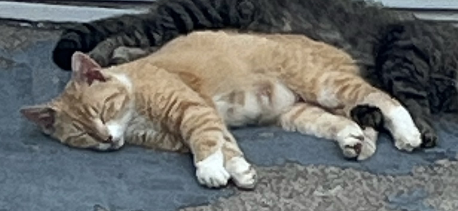 mommacat